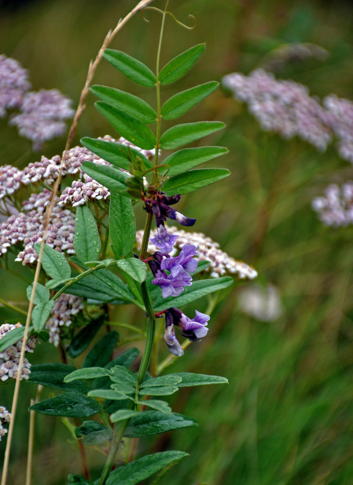 Image of Vicia sepium specimen.