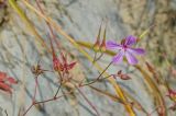 Geranium robertianum. Верхушка цветущего и плодоносящего побега. Краснодарский край, МО город-курорт Сочи, Адлерский р-н, Краснополянский поселковый округ, южный склон хр. Аибга, долина р. Менделиха, 1470 м н.у.м. 5 октября 2019 г.