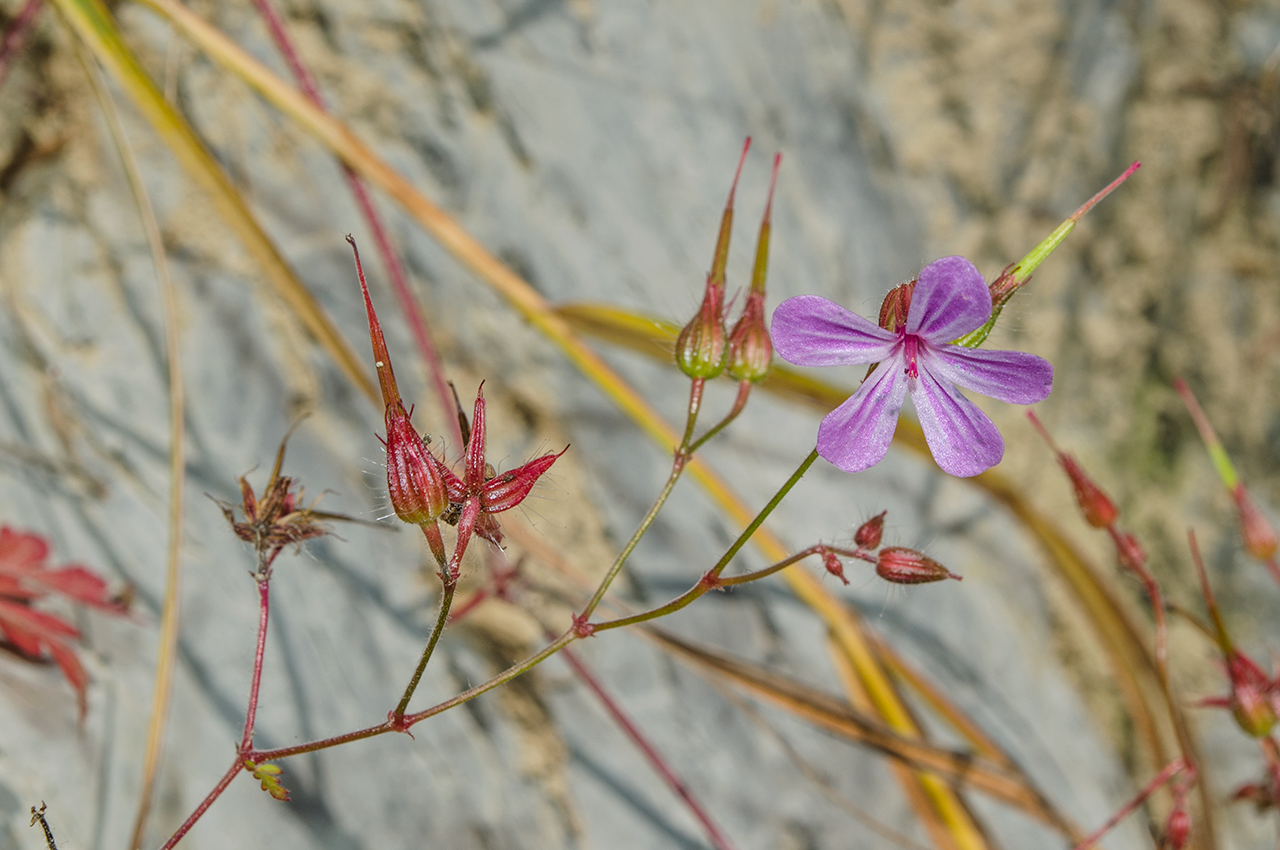 Изображение особи Geranium robertianum.