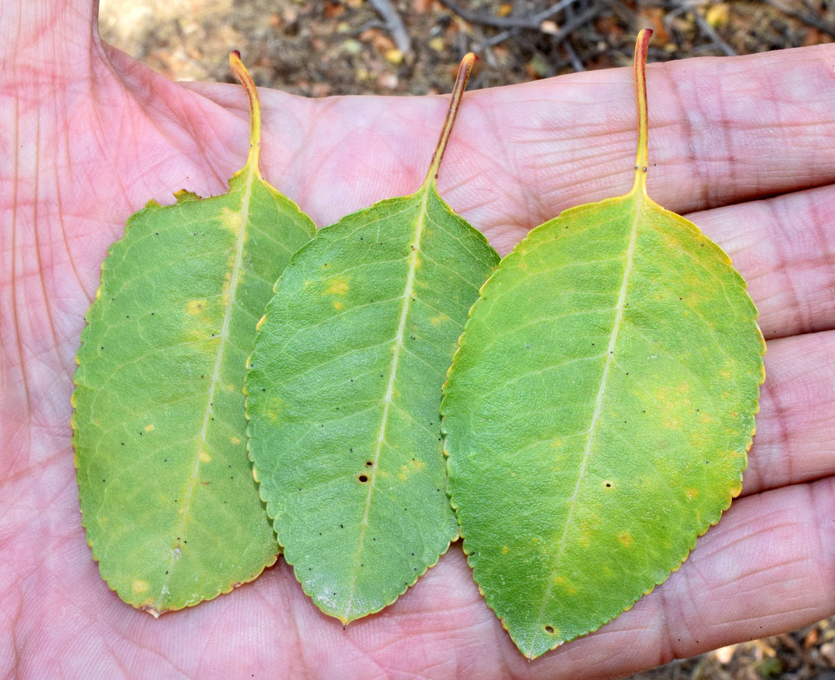 Изображение особи Amygdalus bucharica.