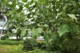Solanum torvum. Цветущее и плодоносящее растение. Таиланд, Бангкок, территория отеля, в озеленении. 29.06.2019.