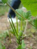 Erodium malacoides