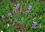 Oxytropis teres