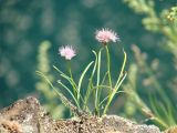 Allium splendens