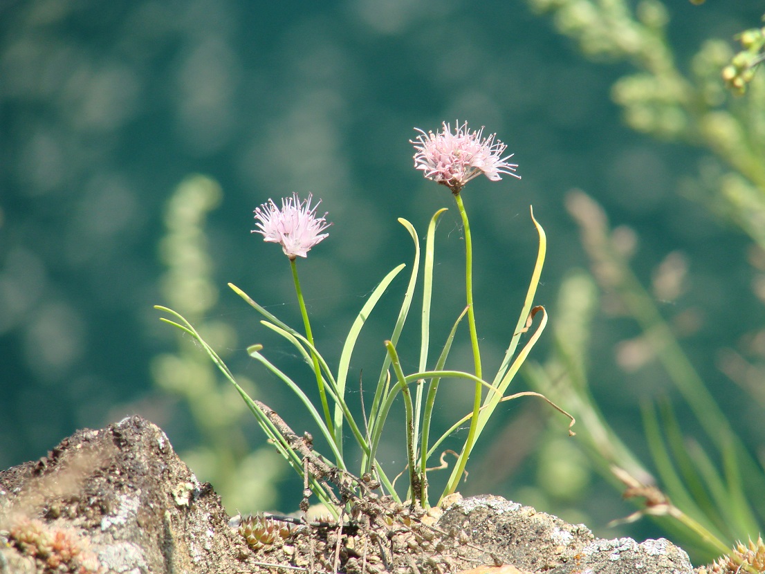 Image of Allium splendens specimen.