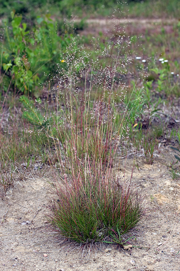 Image of Avenella flexuosa specimen.