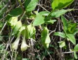 Lonicera hispida