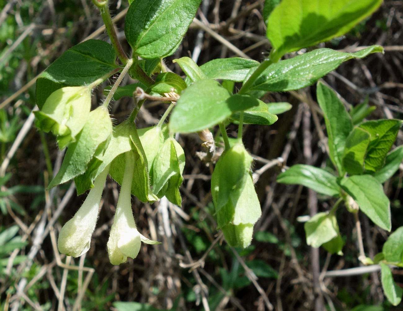 Изображение особи Lonicera hispida.