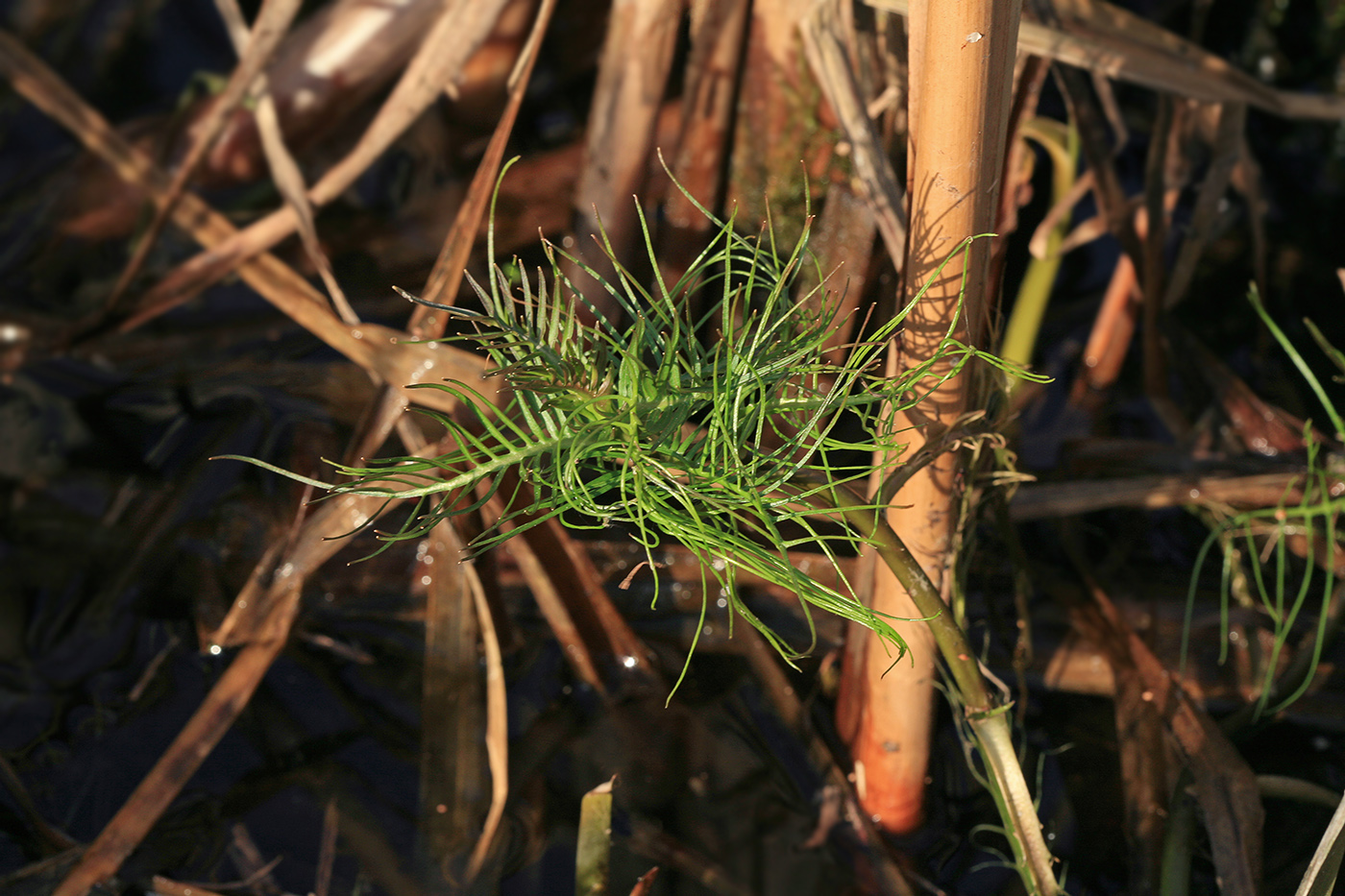 Image of Rorippa amphibia specimen.