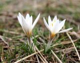 Crocus alatavicus