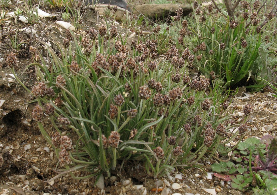 Image of Plantago loeflingii specimen.