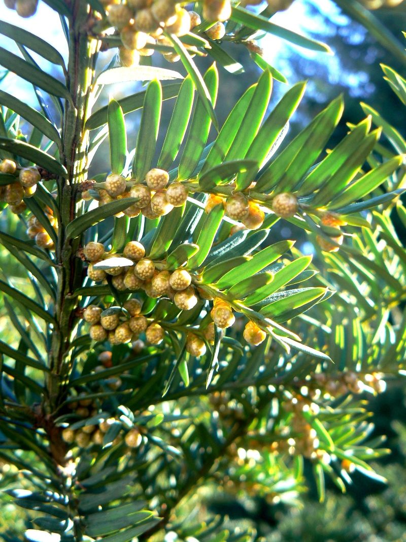 Image of Taxus cuspidata specimen.