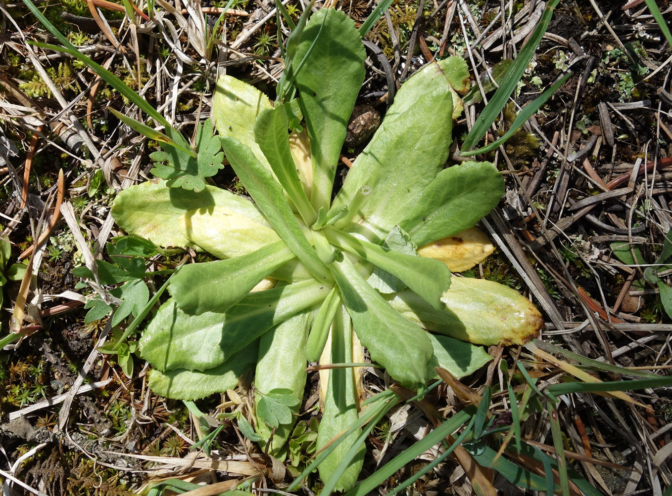 Изображение особи Primula algida.