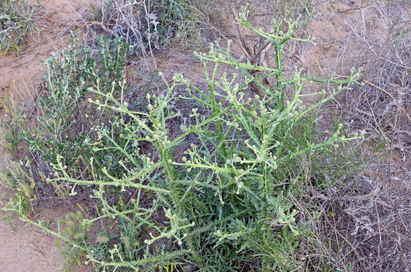 Image of Cousinia alata specimen.