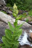 Veratrum album