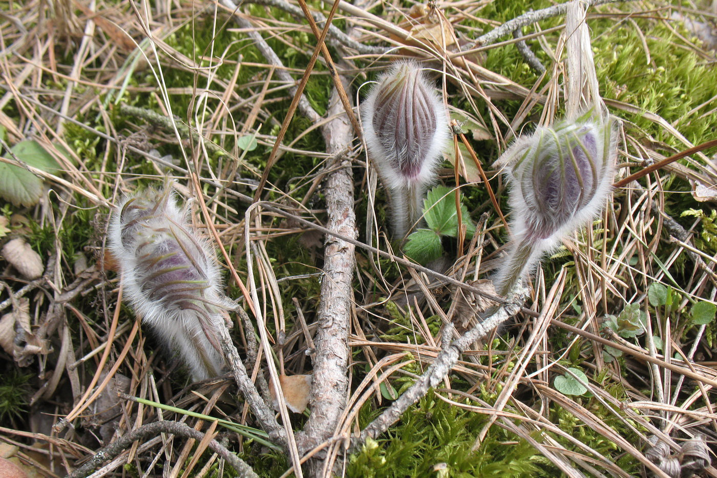 Image of Pulsatilla patens specimen.