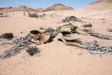 Welwitschia mirabilis. Женское растение с разрушившимися сторобилами (?); сухие растения справа вверху и слева внизу - Blepharis grossa. Намибия, регион Erongo, пустыня Намиб, ок. 60 км к востоку от г. Свакопмунд, пустыня Намиб, национальный парк \"Dorob\", выс. 320 м н. у. м. 03.03.2020.