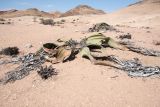 Welwitschia mirabilis