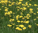 Taraxacum officinale