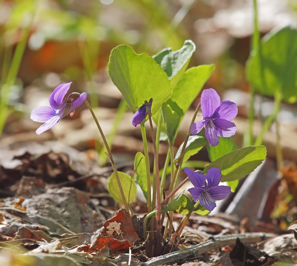 Изображение особи Viola tenuicornis.