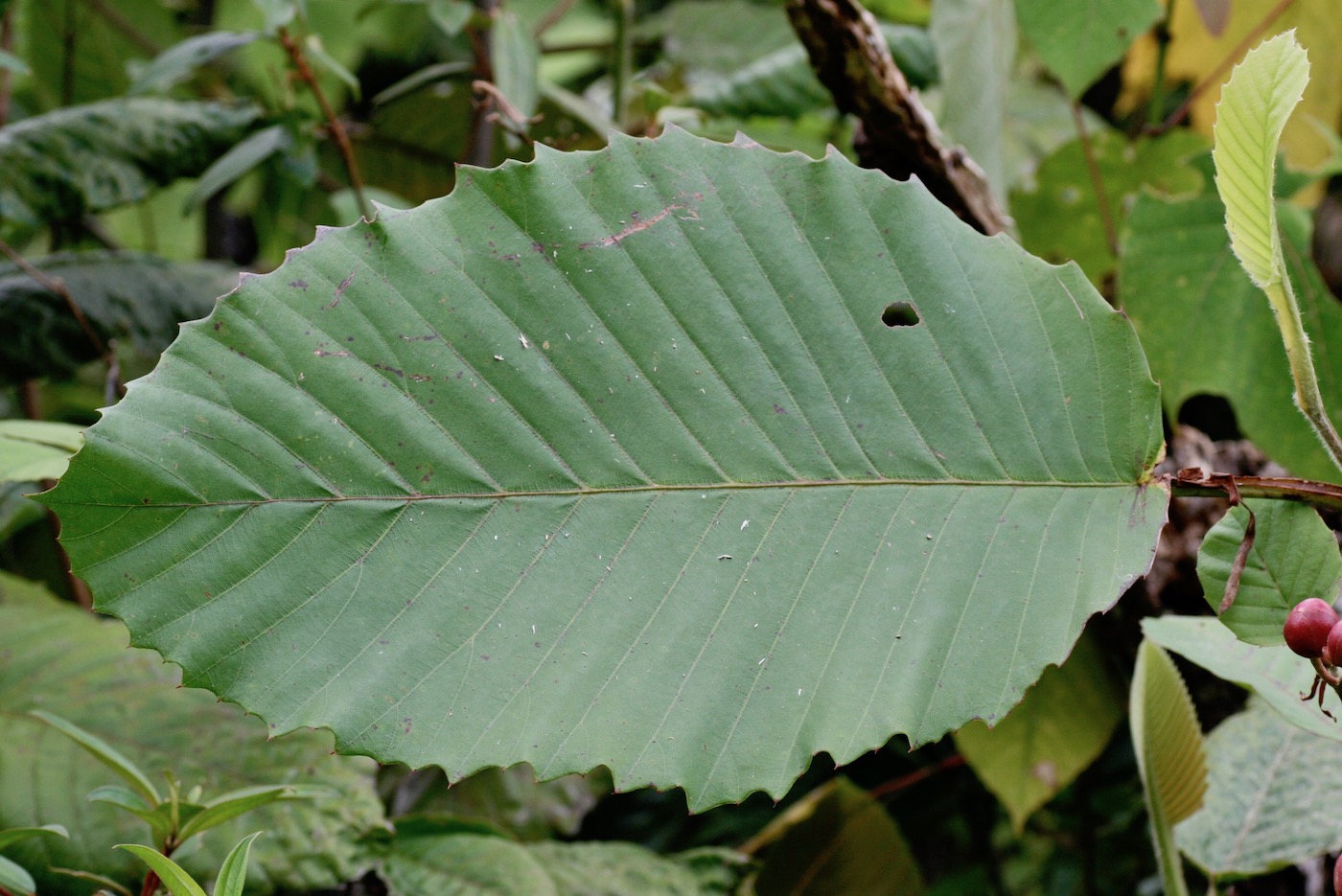Изображение особи Dillenia suffruticosa.
