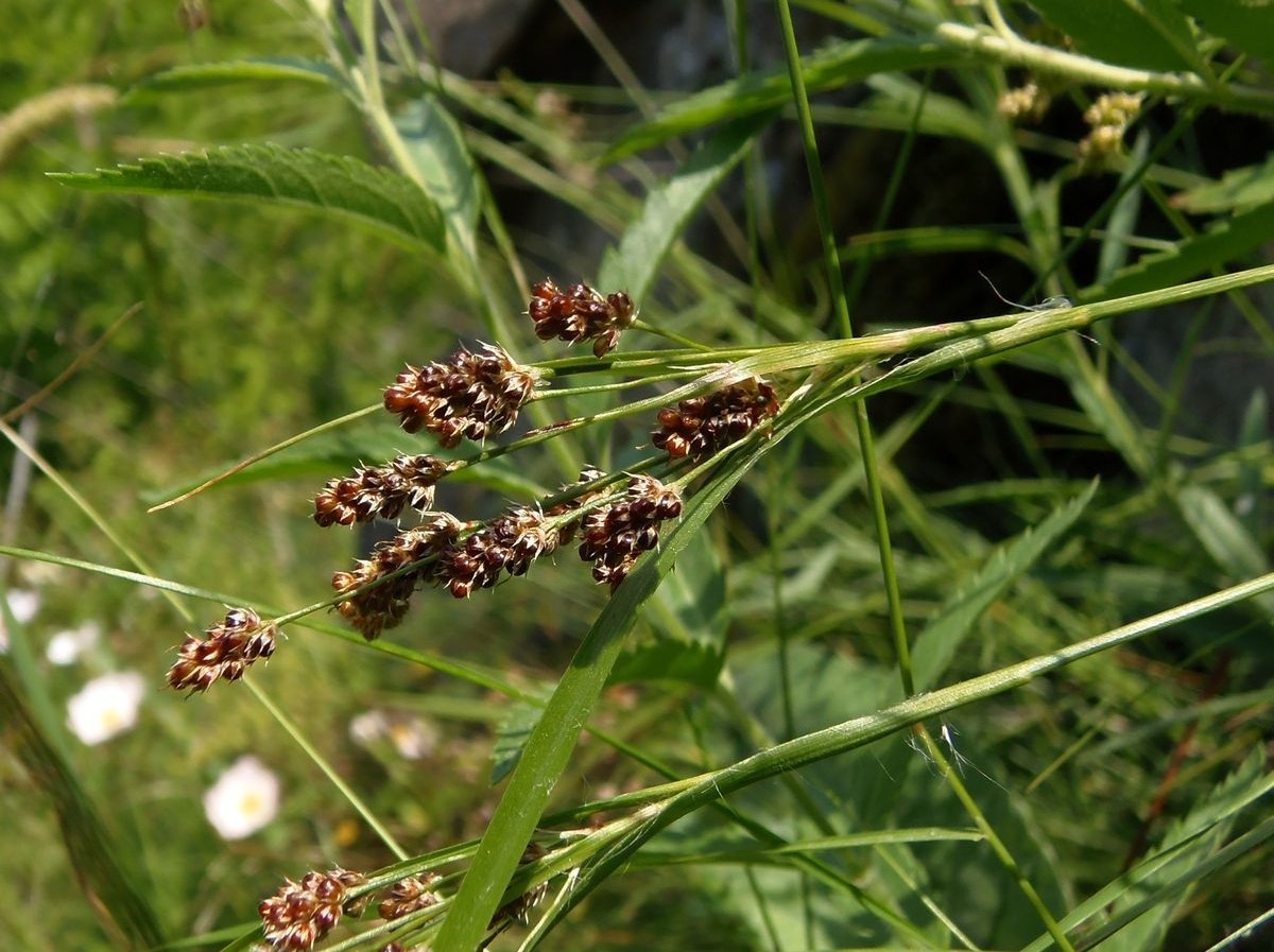 Изображение особи Luzula multiflora.