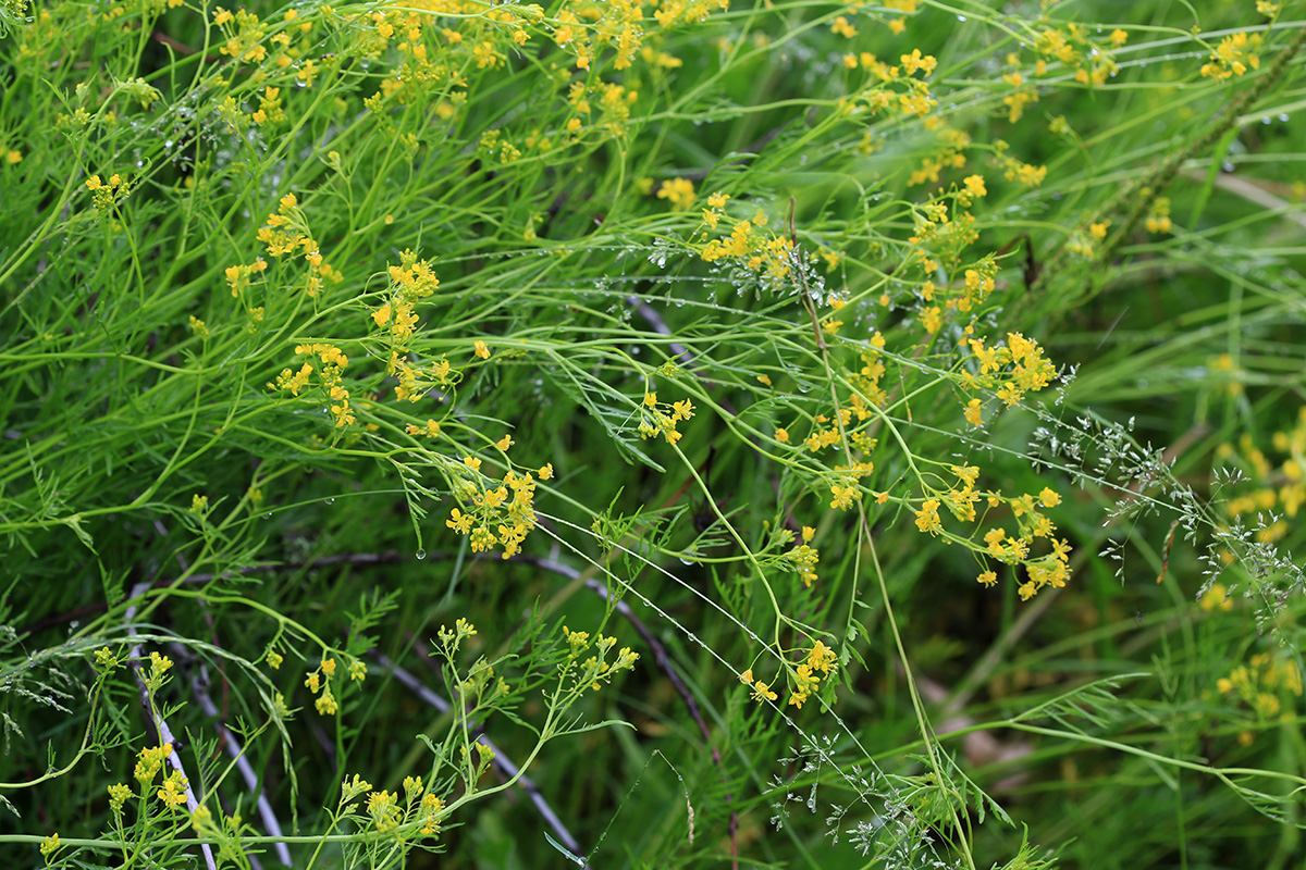 Изображение особи Rorippa sylvestris.