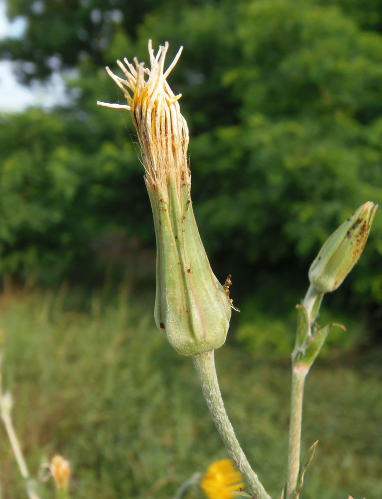 Изображение особи Tragopogon borysthenicus.