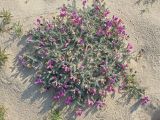 Oxytropis lanata