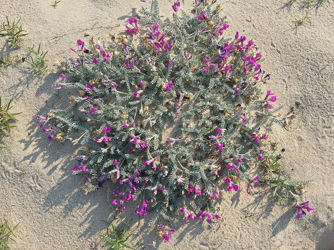 Image of Oxytropis lanata specimen.