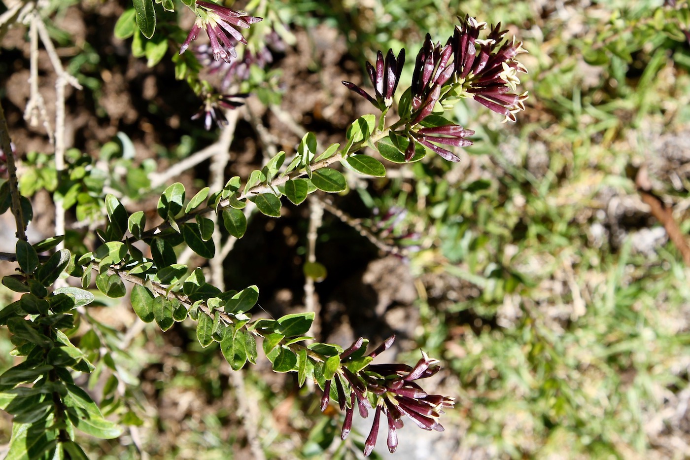 Изображение особи Cestrum buxifolium.