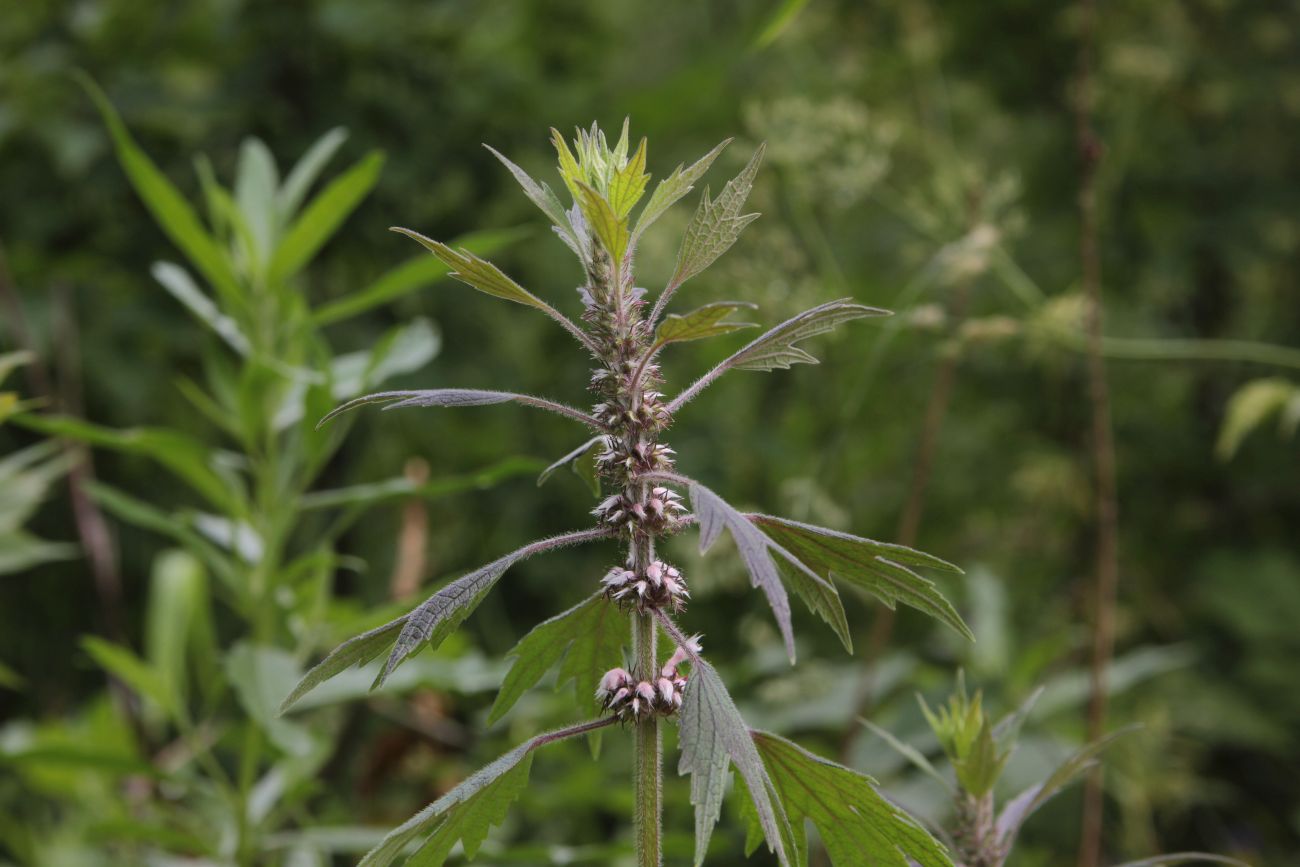 Изображение особи Leonurus quinquelobatus.