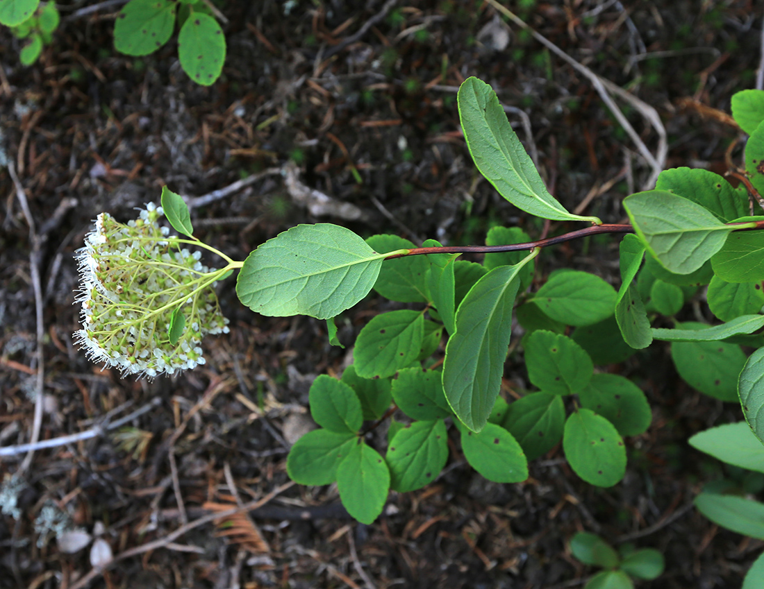 Изображение особи Spiraea betulifolia.