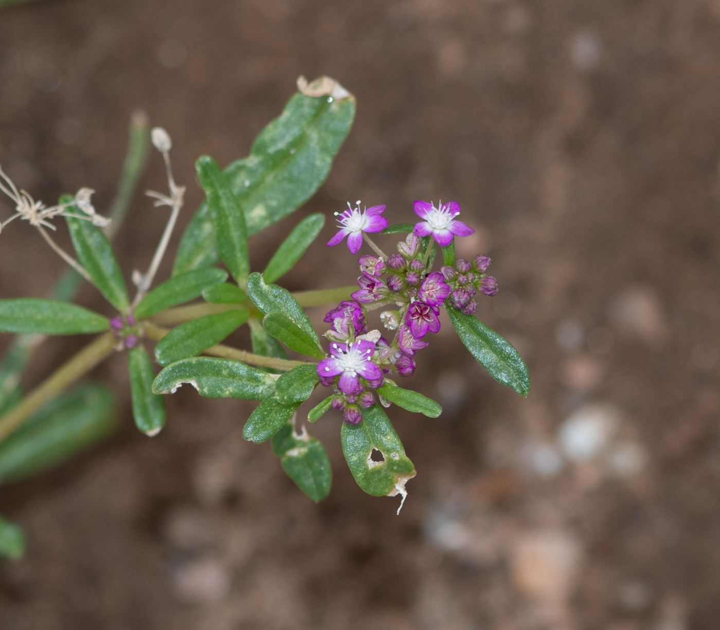 Изображение особи Gisekia africana.