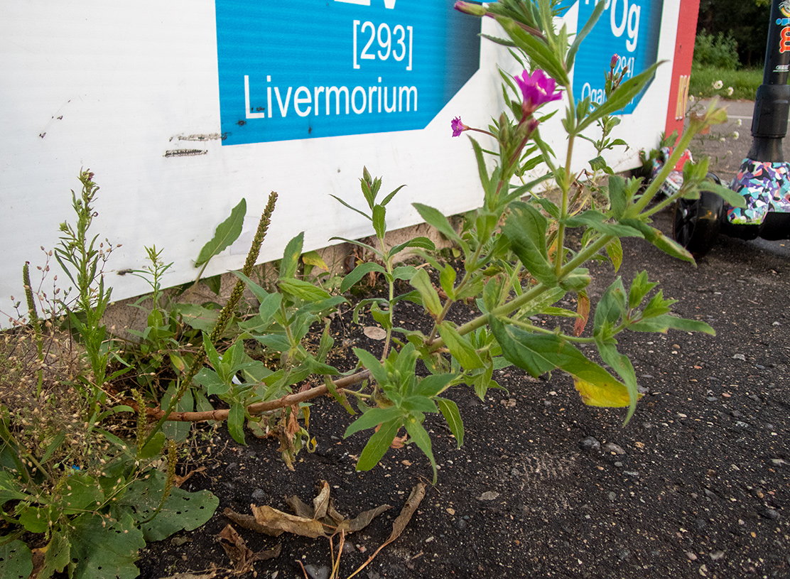 Image of Epilobium hirsutum specimen.