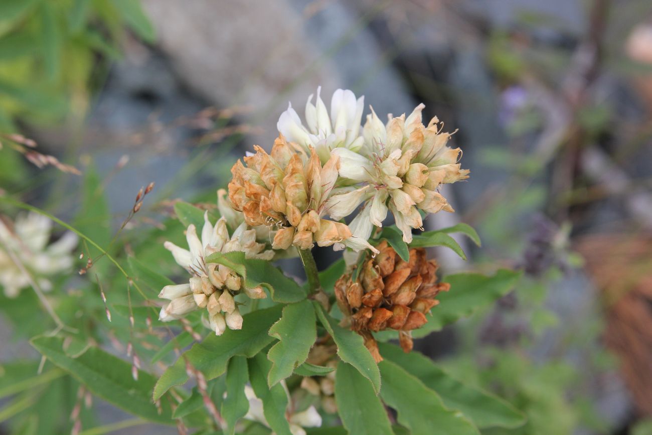 Image of Trifolium lupinaster specimen.