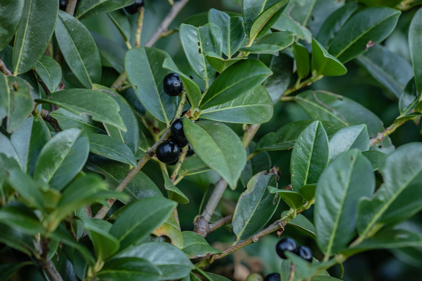 Image of Lauro-cerasus officinalis specimen.