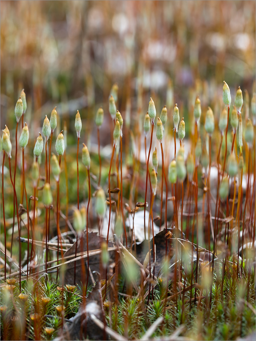 Изображение особи Polytrichum juniperinum.