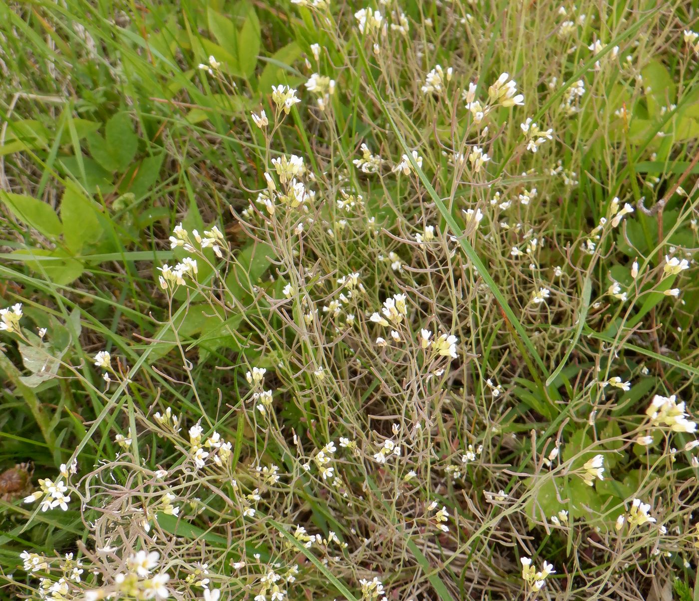 Изображение особи Arabidopsis thaliana.