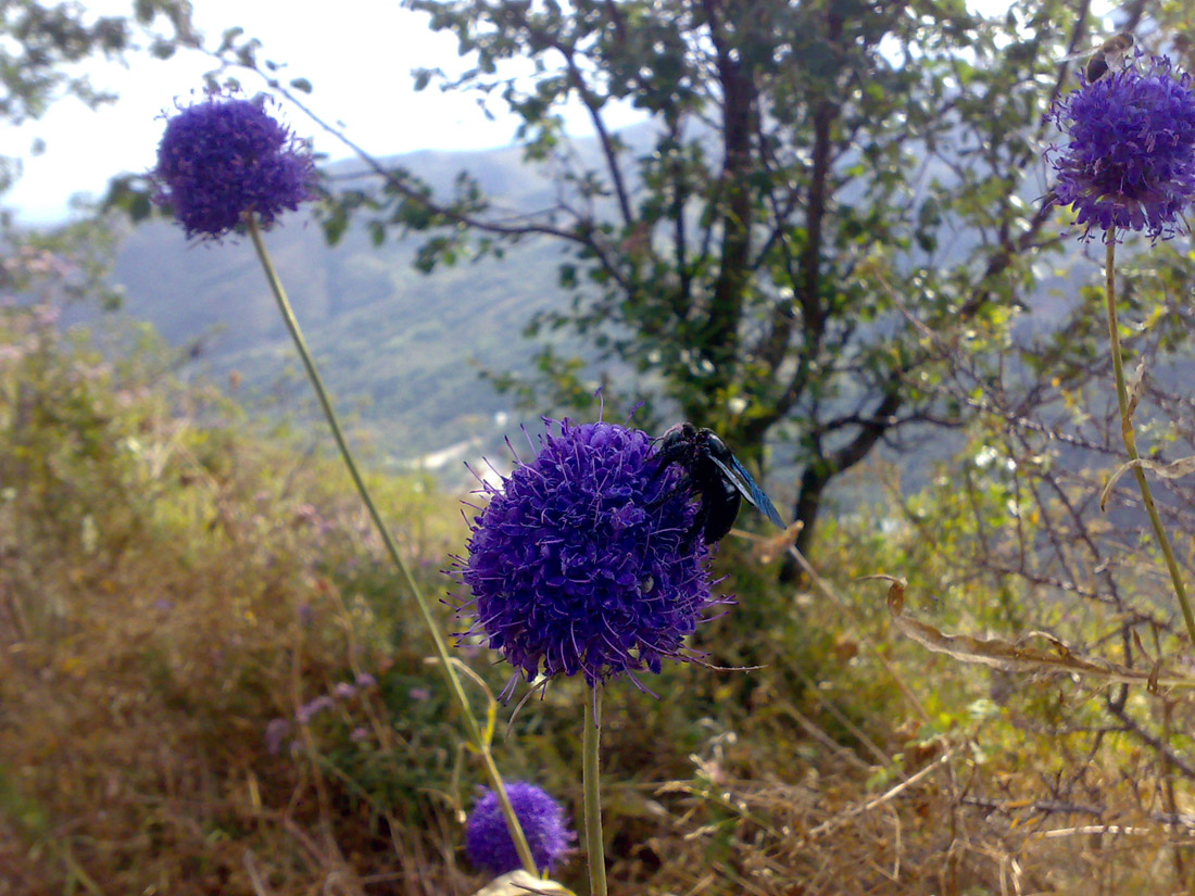 Изображение особи Dipsacus dipsacoides.