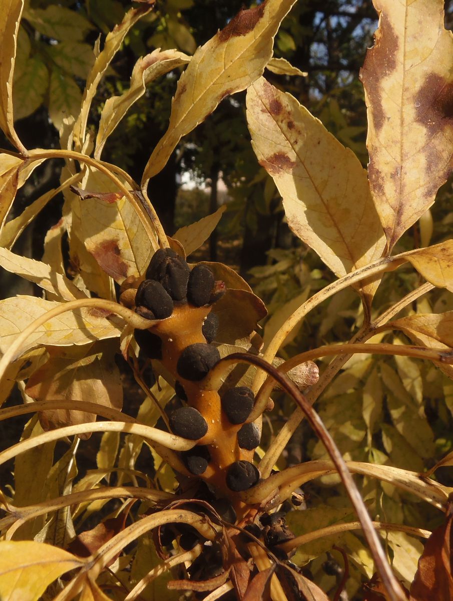 Image of Fraxinus ptacovskyi specimen.