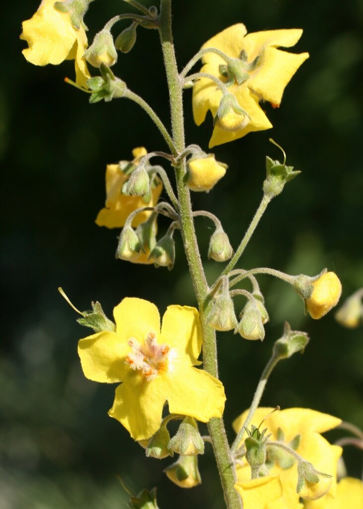 Изображение особи Verbascum tzar-borisii.