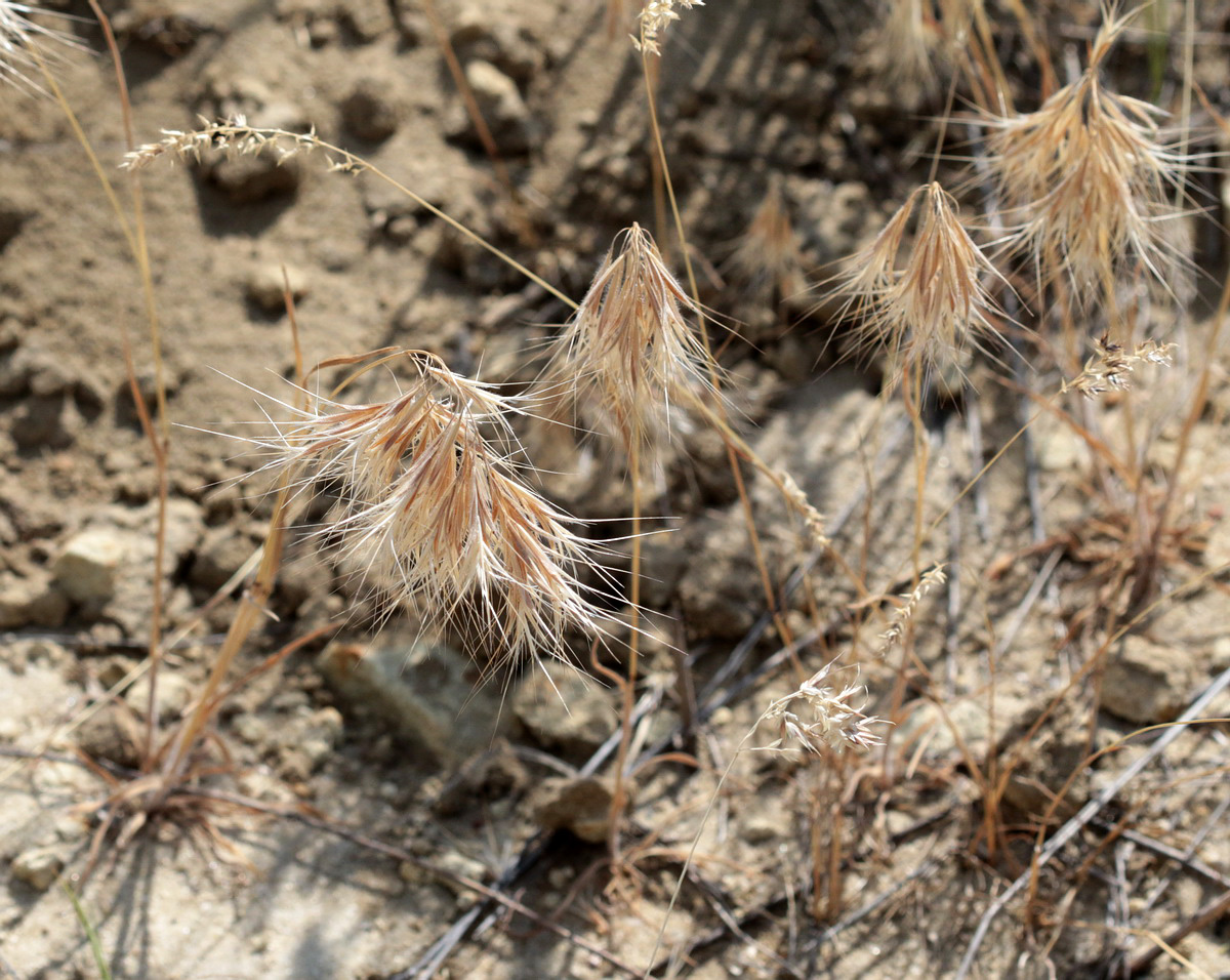 Image of Anisantha tectorum specimen.