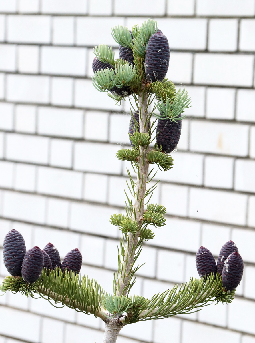 Image of Abies koreana specimen.