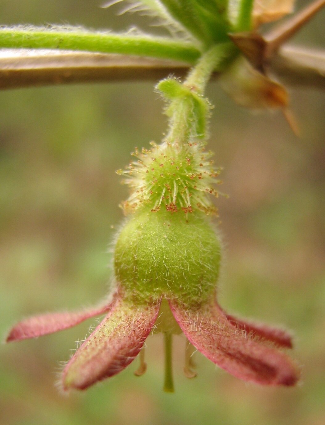 Изображение особи Grossularia uva-crispa.