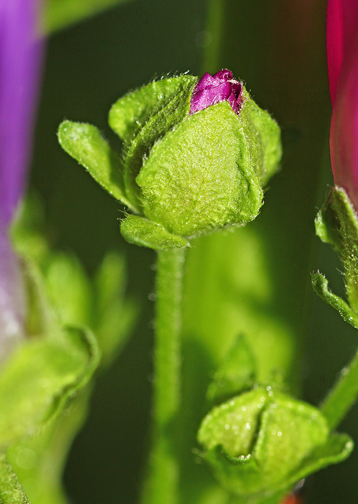 Image of Malva mauritiana specimen.