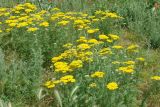 Achillea arabica