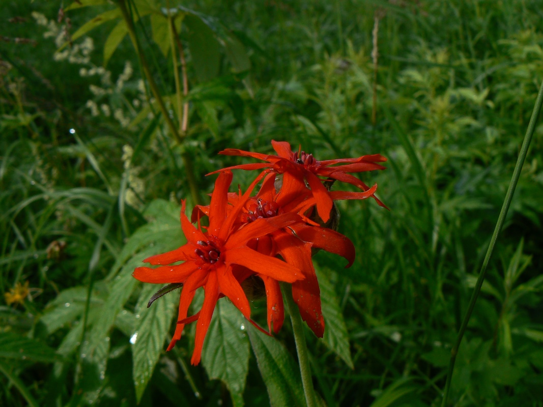 Изображение особи Lychnis fulgens.