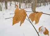 Fagus orientalis