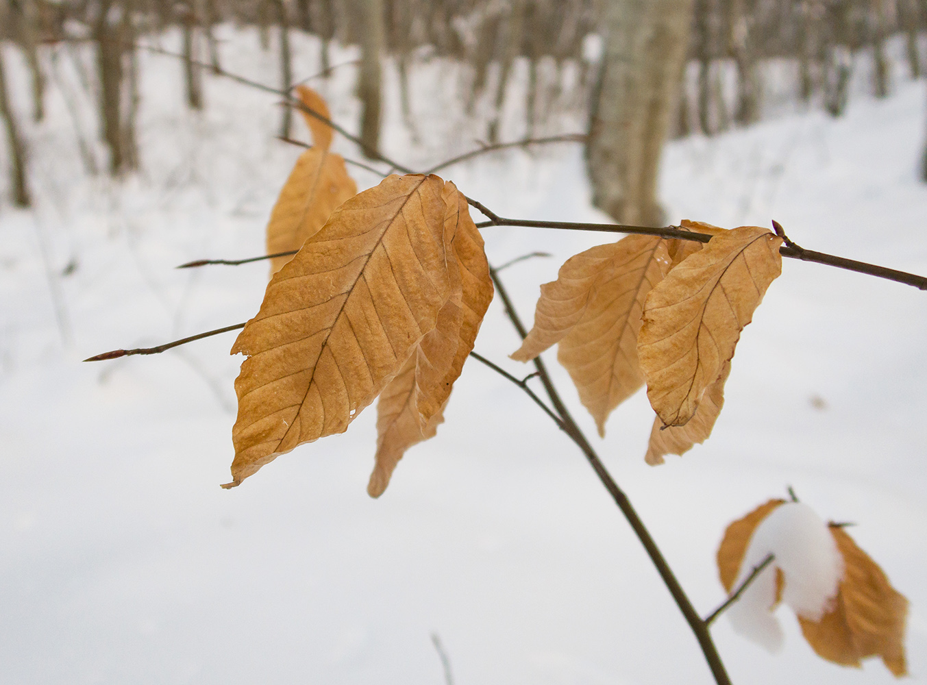 Image of Fagus orientalis specimen.